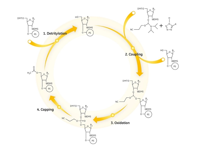 Synthesis Principle Of Oligonucleotide