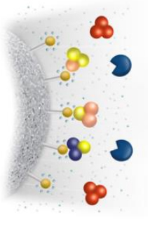 Product Purification In Downstream Processing