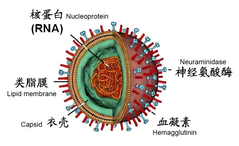 Exploring Influenza Vaccine Production: The Path to Ensuring Purity and Safety